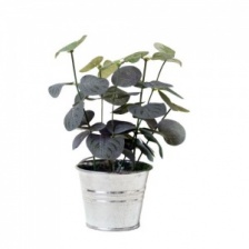 Faux Eucalyptus in Mini Bucket by Grand Illusions